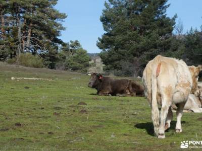 Ruta y Comida de Navidad;Mariposa Graellsia isabellae; cañon de la horadada cascada somosierra chorr